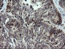 Invitrogen KIF25 Monoclonal Antibody (OTI2C9) 100 &mu;L; Unconjugated:Antibodies,