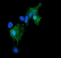 Invitrogen GADD45G Monoclonal Antibody (OTI2F12) 100 &mu;L; Unconjugated:Antibodies,