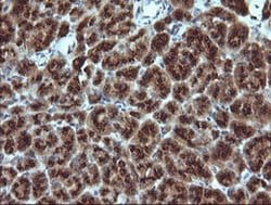 Invitrogen GADD45G Monoclonal Antibody (OTI2F12) 100 &mu;L; Unconjugated:Antibodies,