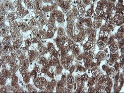 Invitrogen GADD45G Monoclonal Antibody (OTI2F12) 100 &mu;L; Unconjugated:Antibodies,