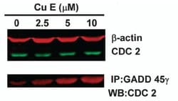 Invitrogen GADD45G Monoclonal Antibody (OTI2F12) 100 &mu;L; Unconjugated:Antibodies,