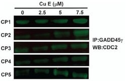 Invitrogen GADD45G Monoclonal Antibody (OTI2F12) 100 &mu;L; Unconjugated:Antibodies,