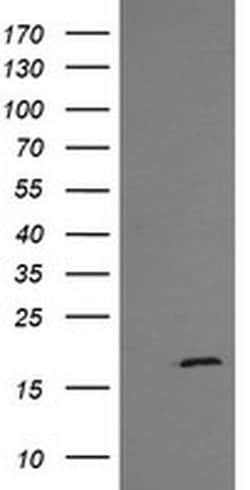 Invitrogen GADD45G Monoclonal Antibody (OTI2F12) 100 &mu;L; Unconjugated:Antibodies,