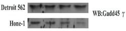 Invitrogen GADD45G Monoclonal Antibody (OTI2F12) 100 &mu;L; Unconjugated:Antibodies,