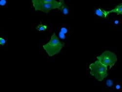 Invitrogen PCDH7 Monoclonal Antibody (OTI2G6) 100 &mu;L; Unconjugated:Antibodies,