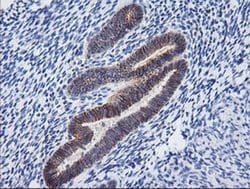 Invitrogen PCDH7 Monoclonal Antibody (OTI2G6) 100 &mu;L; Unconjugated:Antibodies,
