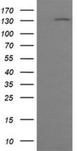 Invitrogen PCDH7 Monoclonal Antibody (OTI2G6) 100 &mu;L; Unconjugated:Antibodies,