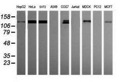 Invitrogen PCDH7 Monoclonal Antibody (OTI2G6) 100 &mu;L; Unconjugated:Antibodies,