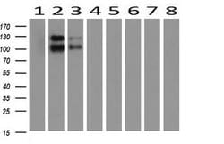 Invitrogen PCDH7 Monoclonal Antibody (OTI2G6) 100 &mu;L; Unconjugated:Antibodies,