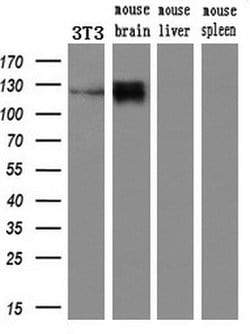 Invitrogen PCDH7 Monoclonal Antibody (OTI2G6) 100 &mu;L; Unconjugated:Antibodies,