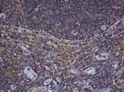 Invitrogen Alpha A Crystallin Monoclonal Antibody (OTI2C3) 100 &mu;L; Unconjugated:Antibodies,