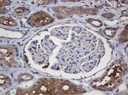Invitrogen Alpha A Crystallin Monoclonal Antibody (OTI2C3) 100 &mu;L; Unconjugated:Antibodies,