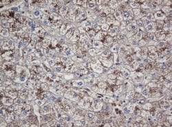 Invitrogen Alpha A Crystallin Monoclonal Antibody (OTI2C3) 100 &mu;L; Unconjugated:Antibodies,