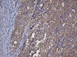 Invitrogen Alpha A Crystallin Monoclonal Antibody (OTI2C3) 100 &mu;L; Unconjugated:Antibodies,