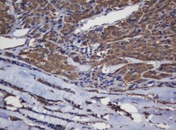 Invitrogen Alpha A Crystallin Monoclonal Antibody (OTI2C3) 100 &mu;L; Unconjugated:Antibodies,