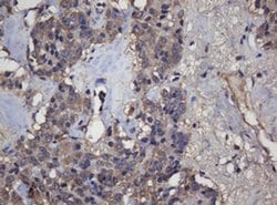 Invitrogen Alpha A Crystallin Monoclonal Antibody (OTI2C3) 100 &mu;L; Unconjugated:Antibodies,