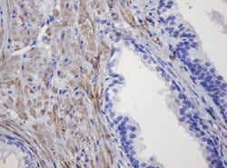 Invitrogen FNDC4 Monoclonal Antibody (OTI1B7) 100 &mu;L; Unconjugated:Antibodies,