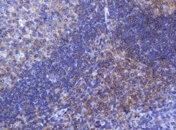 Invitrogen FNDC4 Monoclonal Antibody (OTI1B7) 100 &mu;L; Unconjugated:Antibodies,