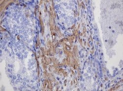 Invitrogen FNDC4 Monoclonal Antibody (OTI1B7) 100 &mu;L; Unconjugated:Antibodies,