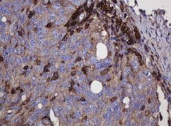 Invitrogen FNDC4 Monoclonal Antibody (OTI1B7) 100 &mu;L; Unconjugated:Antibodies,