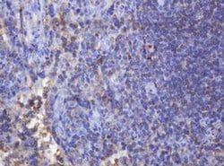 Invitrogen FNDC4 Monoclonal Antibody (OTI1B7) 100 &mu;L; Unconjugated:Antibodies,