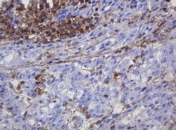 Invitrogen FNDC4 Monoclonal Antibody (OTI1B7) 100 &mu;L; Unconjugated:Antibodies,