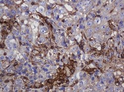 Invitrogen FNDC4 Monoclonal Antibody (OTI1B7) 100 &mu;L; Unconjugated:Antibodies,