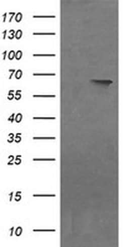 Invitrogen NR1 Monoclonal Antibody (OTI1E3) 100 &mu;L; Unconjugated:Antibodies,