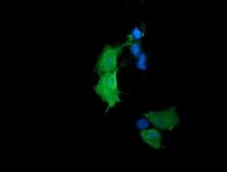 Invitrogen RhoJ Monoclonal Antibody (OTI2C10) 100 &mu;L; Unconjugated:Antibodies,