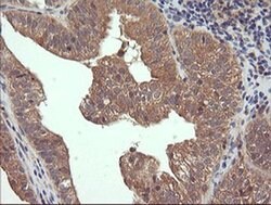 Invitrogen RhoJ Monoclonal Antibody (OTI2C10) 100 &mu;L; Unconjugated:Antibodies,