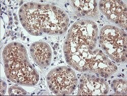 Invitrogen RhoJ Monoclonal Antibody (OTI2C10) 100 &mu;L; Unconjugated:Antibodies,
