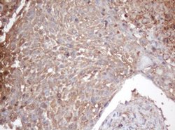 Invitrogen PSMA2 Monoclonal Antibody (OTI3B3) 100 &mu;L; Unconjugated:Antibodies,