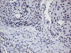Invitrogen TRMT2A Monoclonal Antibody (OTI1G8) 100 &mu;L; Unconjugated:Antibodies,
