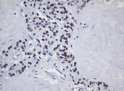 Invitrogen TRMT2A Monoclonal Antibody (OTI1G8) 100 &mu;L; Unconjugated:Antibodies,