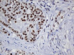 Invitrogen TRMT2A Monoclonal Antibody (OTI1G8) 100 &mu;L; Unconjugated:Antibodies,