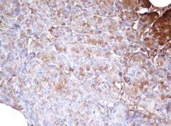 Invitrogen PSMA2 Monoclonal Antibody (OTI3D9) 100 &mu;L; Unconjugated:Antibodies,