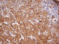 Invitrogen PSMA2 Monoclonal Antibody (OTI3D9) 100 &mu;L; Unconjugated:Antibodies,