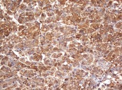 Invitrogen PSMA2 Monoclonal Antibody (OTI3D9) 100 &mu;L; Unconjugated:Antibodies,