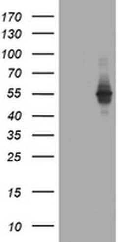 Invitrogen TAPBPL Monoclonal Antibody (OTI1C9) 100 &mu;L; Unconjugated:Antibodies,