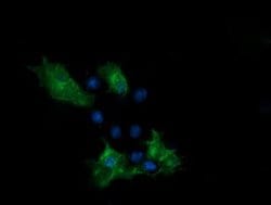 Invitrogen PCDH7 Monoclonal Antibody (OTI1F7) 100 &mu;L; Unconjugated:Antibodies,