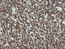 Invitrogen PCDH7 Monoclonal Antibody (OTI1F7) 100 &mu;L; Unconjugated:Antibodies,