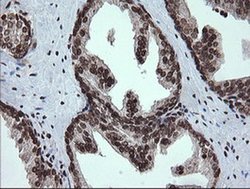 Invitrogen PCDH7 Monoclonal Antibody (OTI1F7) 100 &mu;L; Unconjugated:Antibodies,
