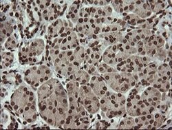 Invitrogen PCDH7 Monoclonal Antibody (OTI1F7) 100 &mu;L; Unconjugated:Antibodies,