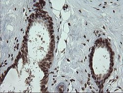 Invitrogen PCDH7 Monoclonal Antibody (OTI1F7) 100 &mu;L; Unconjugated:Antibodies,