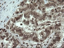 Invitrogen PCDH7 Monoclonal Antibody (OTI1F7) 100 &mu;L; Unconjugated:Antibodies,