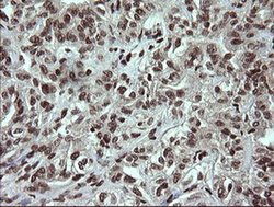 Invitrogen PCDH7 Monoclonal Antibody (OTI1F7) 100 &mu;L; Unconjugated:Antibodies,