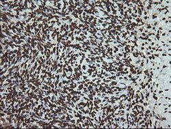 Invitrogen PCDH7 Monoclonal Antibody (OTI1F7) 100 &mu;L; Unconjugated:Antibodies,