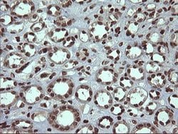 Invitrogen PCDH7 Monoclonal Antibody (OTI1F7) 100 &mu;L; Unconjugated:Antibodies,
