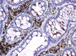 Invitrogen GLB1 Monoclonal Antibody (OTI1C9) 100 &mu;L; Unconjugated:Antibodies,