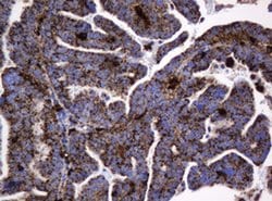 Invitrogen GLB1 Monoclonal Antibody (OTI1C9) 100 &mu;L; Unconjugated:Antibodies,
